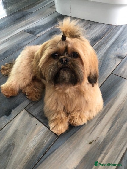 Shih Tzu dogs Shih tzu stud (Proven) not for sale in Glasgow - Advert 1