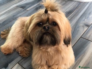 Shih Tzu dogs in Glasgow - Advert 1