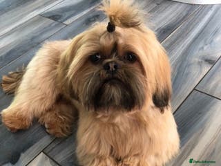 Shih Tzu dogs Shih tzu stud (Proven) not for sale in Glasgow - Advert 4