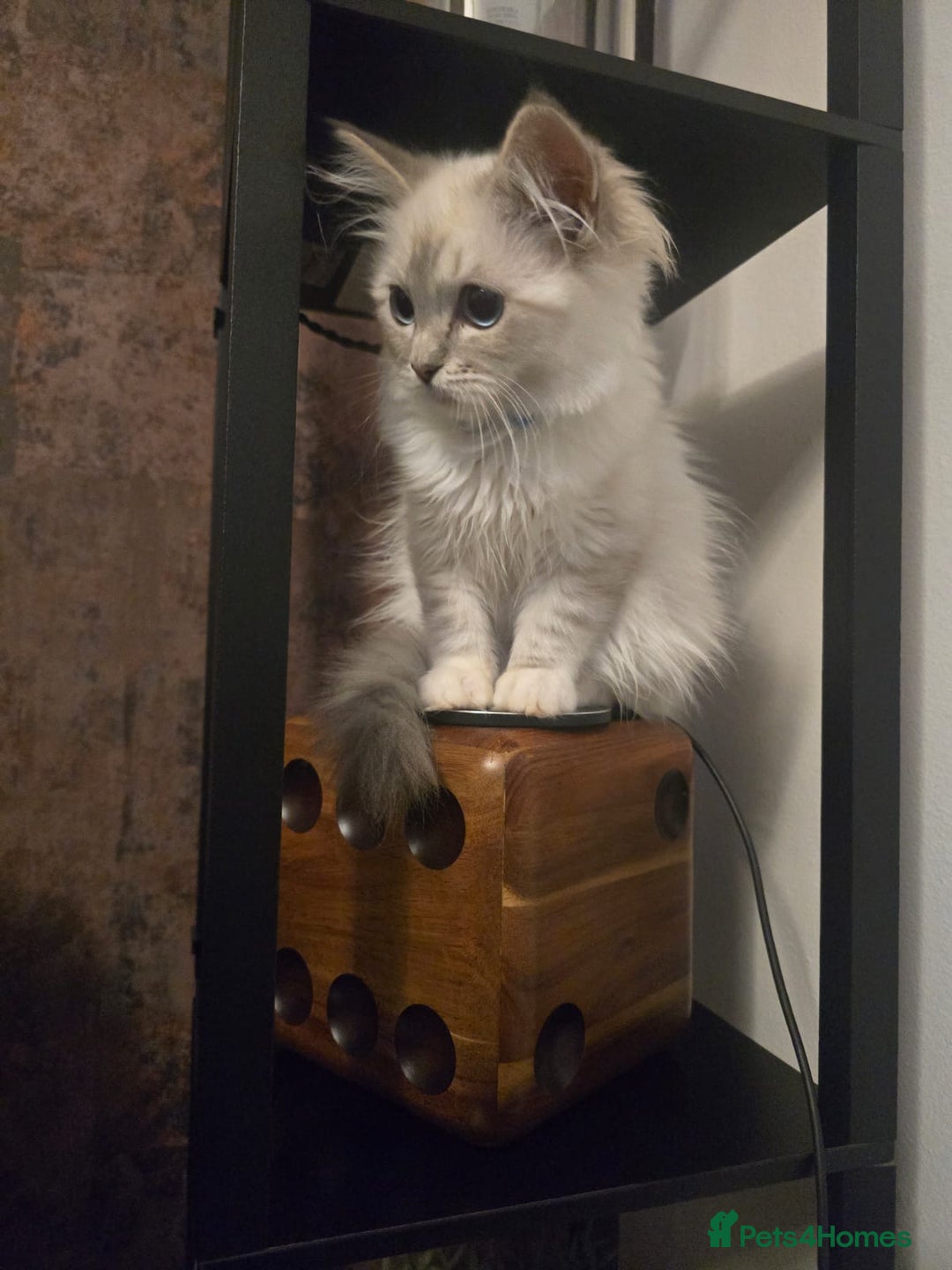 Ragdoll cats for sale: Ragdoll 6 months old - Image 6