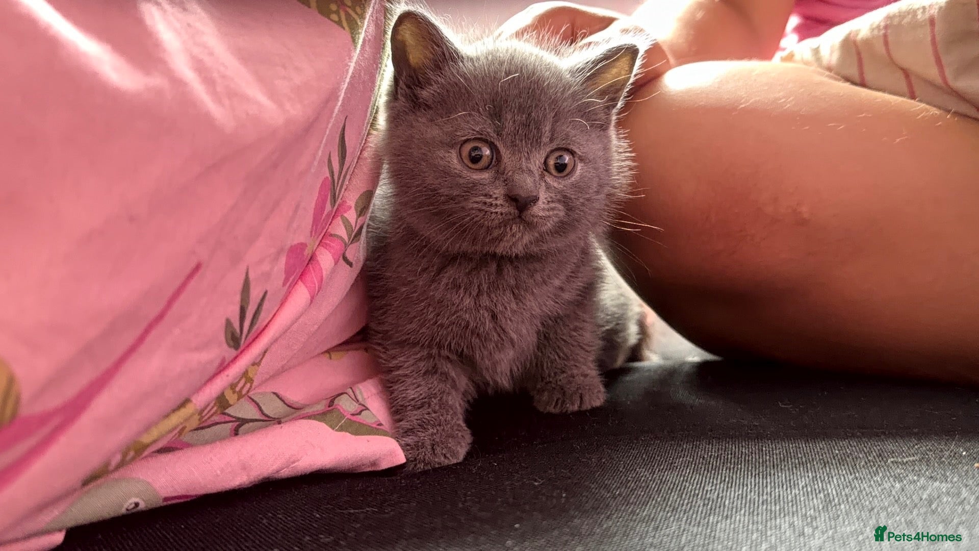 British Shorthair cats British shorthair  - Advert 2