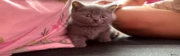 British Shorthair cats for sale: British shorthair  - Advert 2