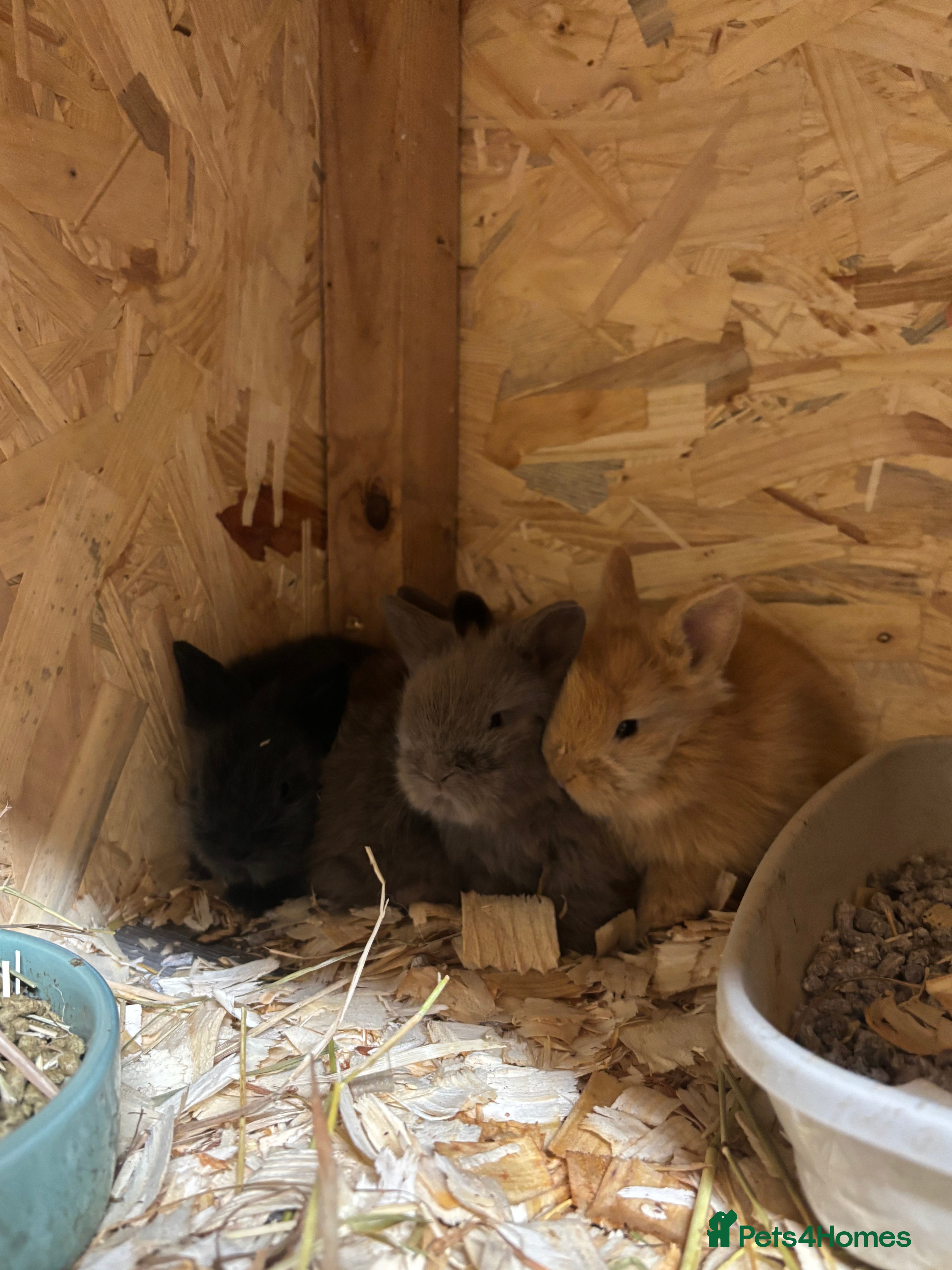 Mixed Breed rabbits Double Mained Lionhead. • 4kits ready to reserve  - Advert 13