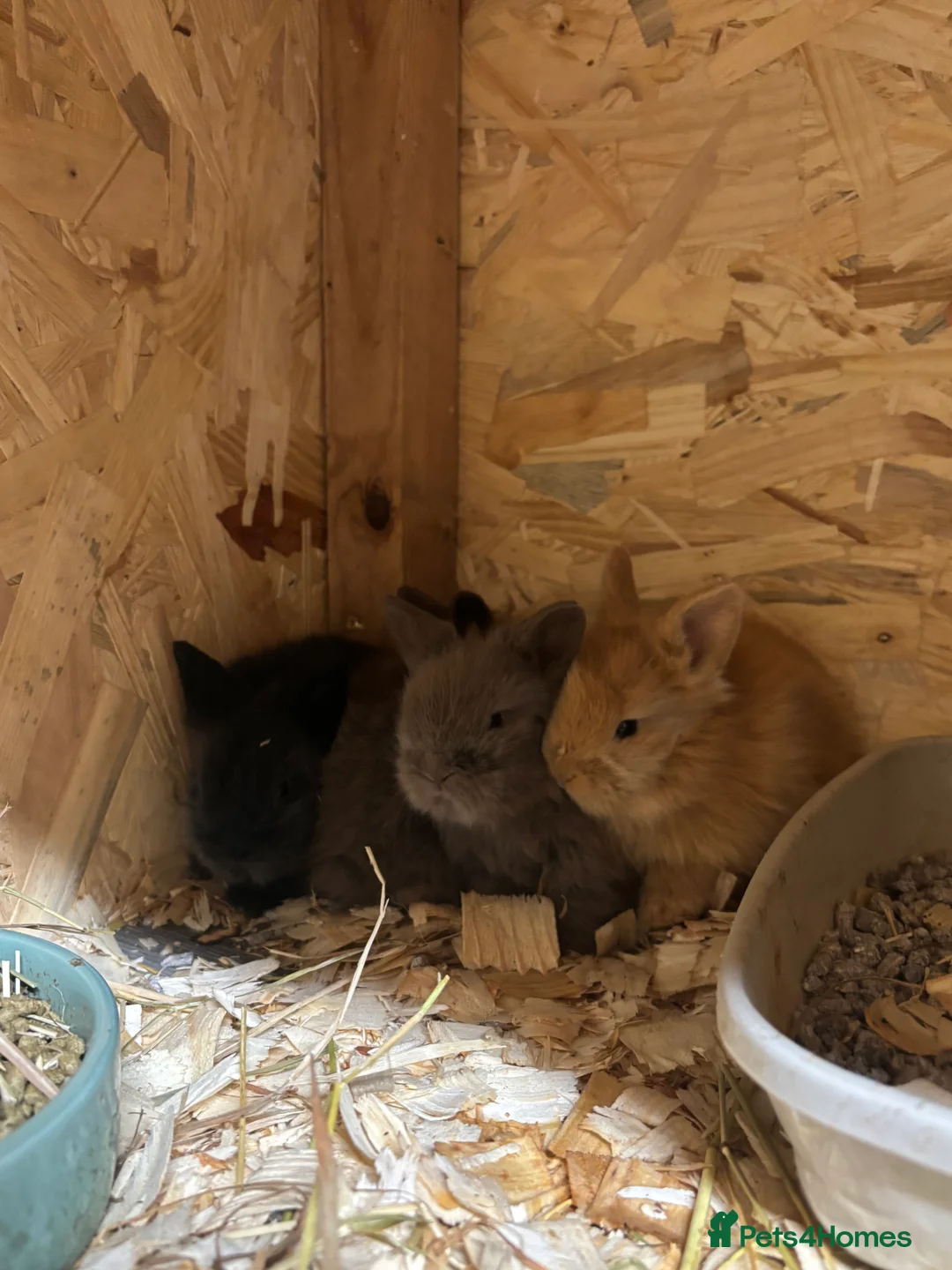 Mixed Breed rabbits for sale: Double Mained Lionhead. • 4kits ready to reserve  - Advert 1