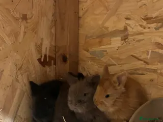 Mixed Breed rabbits Double Mained Lionhead. • 4kits ready to reserve - Advert 13