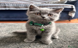 British Shorthair cats for sale: GCCF Reg. champ dad & lovely mom's 1st kittens! - Image 4