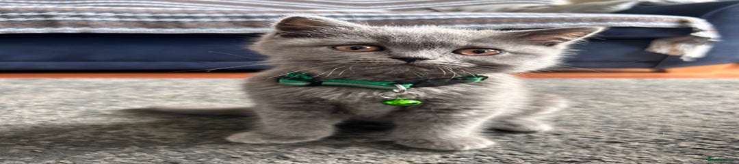 British Shorthair Kitten 2