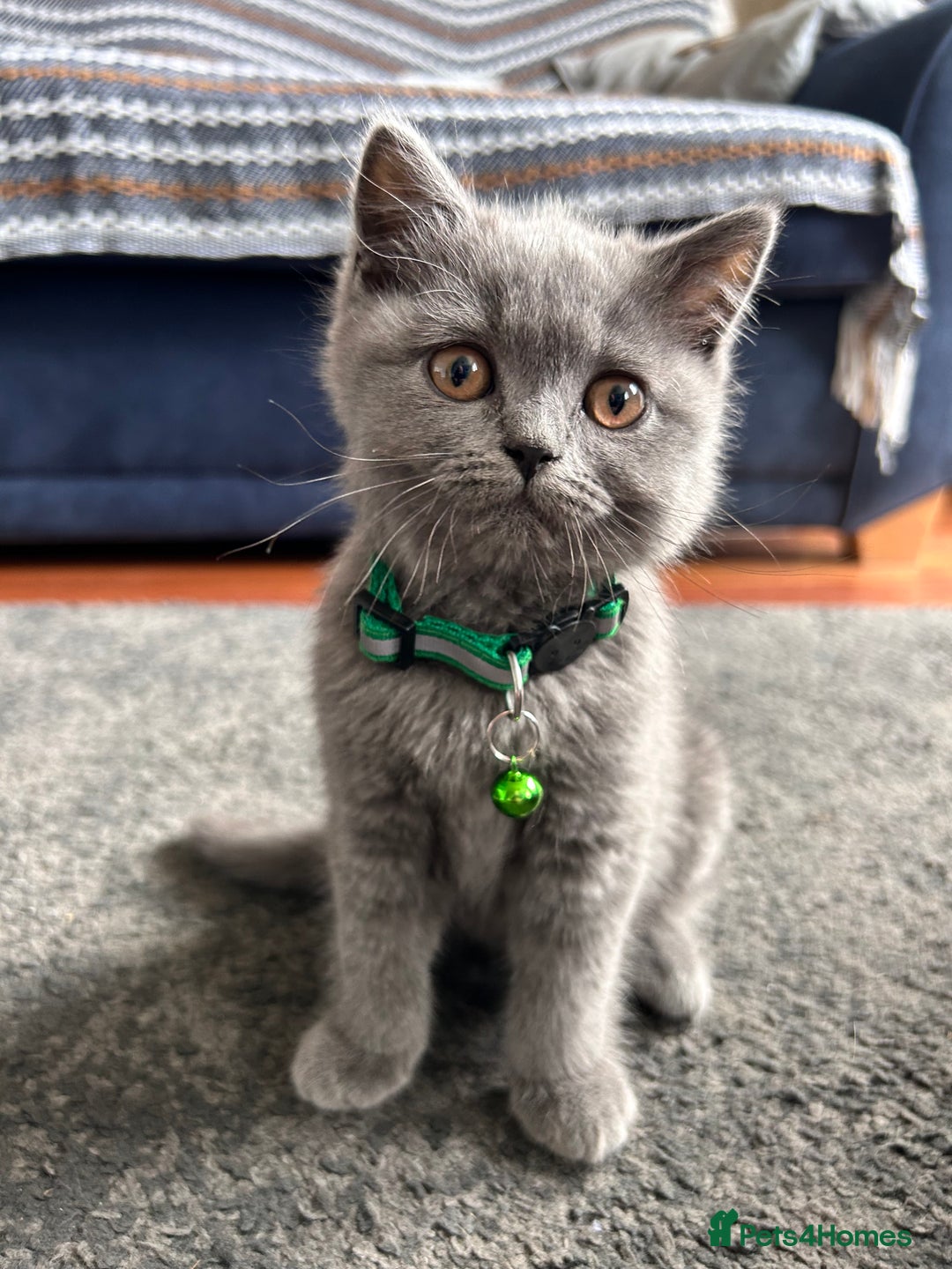 British Shorthair cats for sale: GCCF Reg. champ dad & lovely mom's 1st kittens! - Image 4