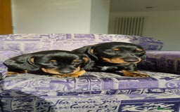 Miniature Dachshund dogs for sale: Miniature dachshunds  - Image 3