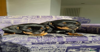 Miniature Dachshund dogs - Advert 11