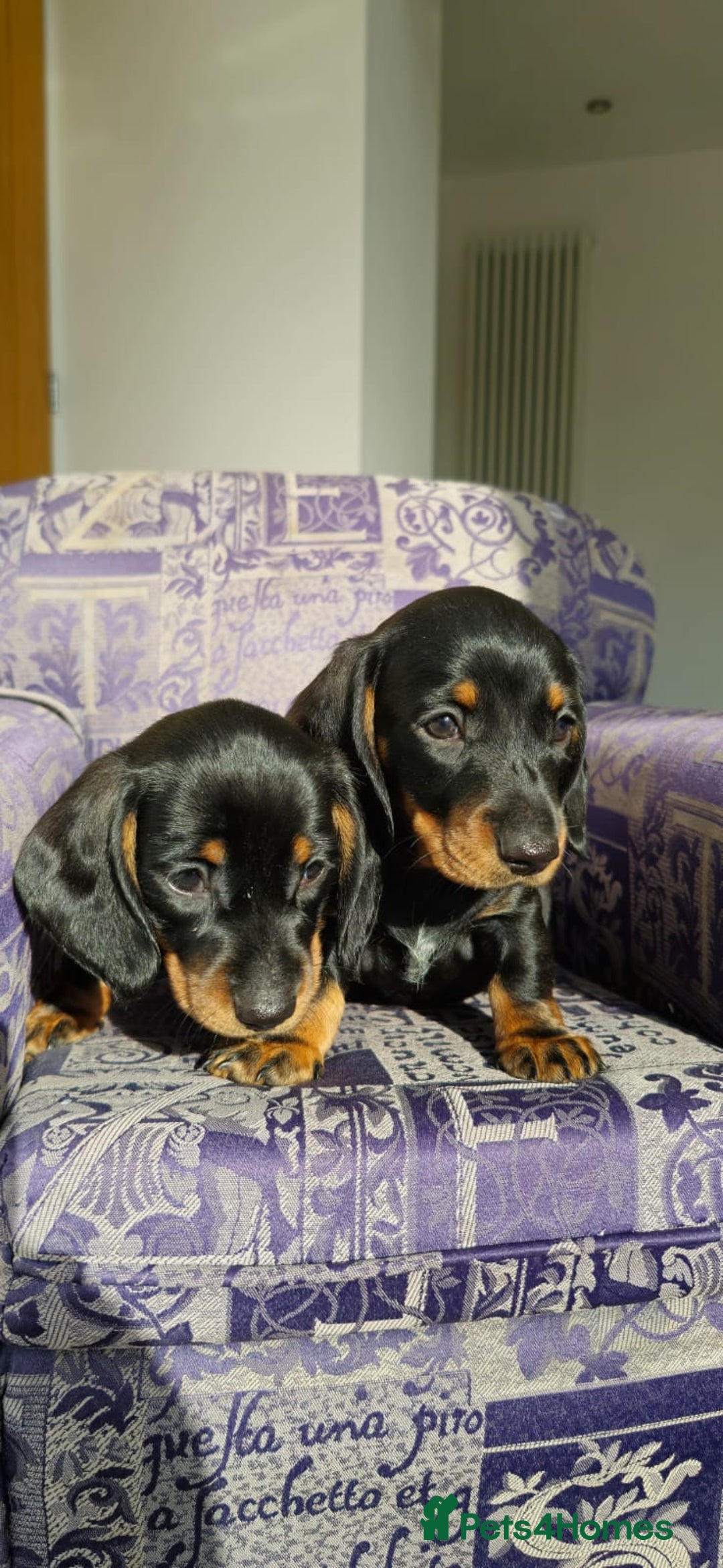 Miniature Dachshund dogs for sale: Miniature dachshunds  - Image 3
