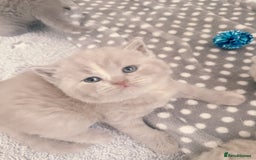 British Shorthair cats for sale: Adorable Purebred British Shorthair Kittens 🐾 - Image 18