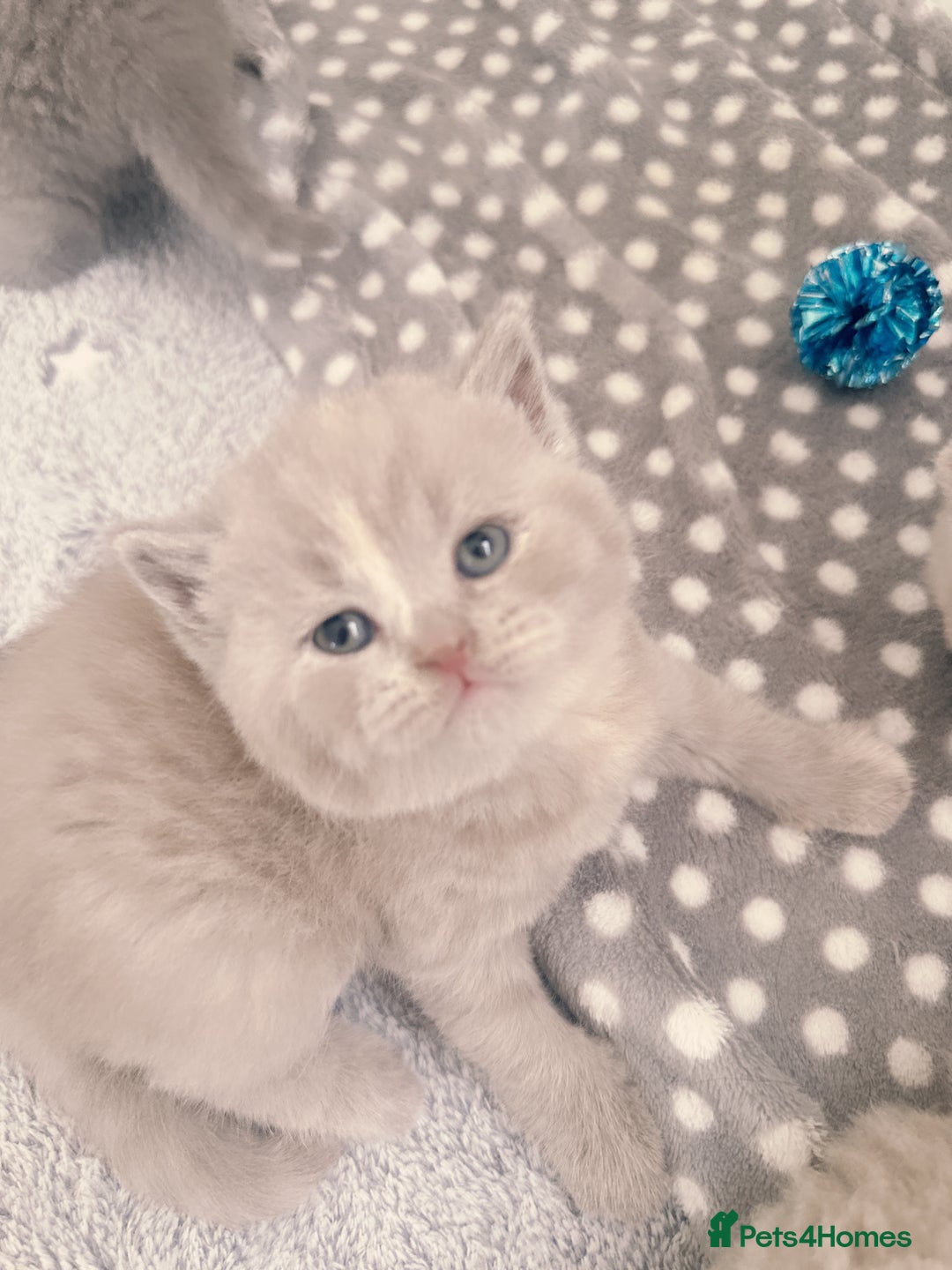 British Shorthair cats for sale: Adorable Purebred British Shorthair Kittens 🐾 - Image 18