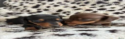 Miniature Dachshund dogs for sale: Gorgeous Smooth Haired Mini Dachshunds🐾 in Worcester - Advert 8
