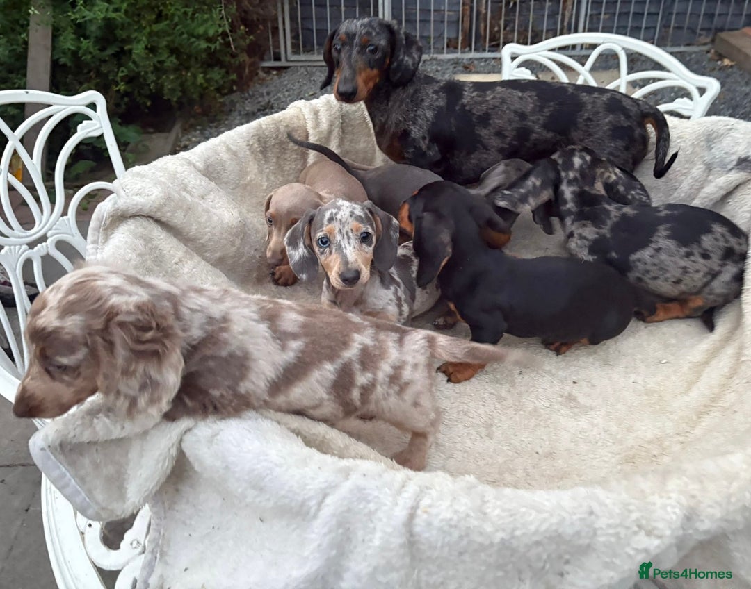 Miniature Dachshund dogs for sale: Gorgeous miniature Dachshund rainbow litter - Image 10