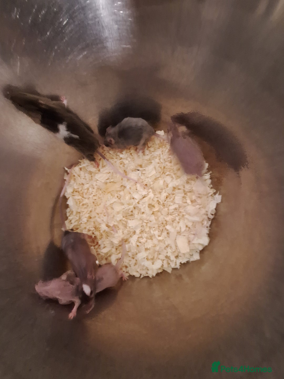 Mouse rodents for sale: Fancy pet mice for sale £8 each  - Image 7