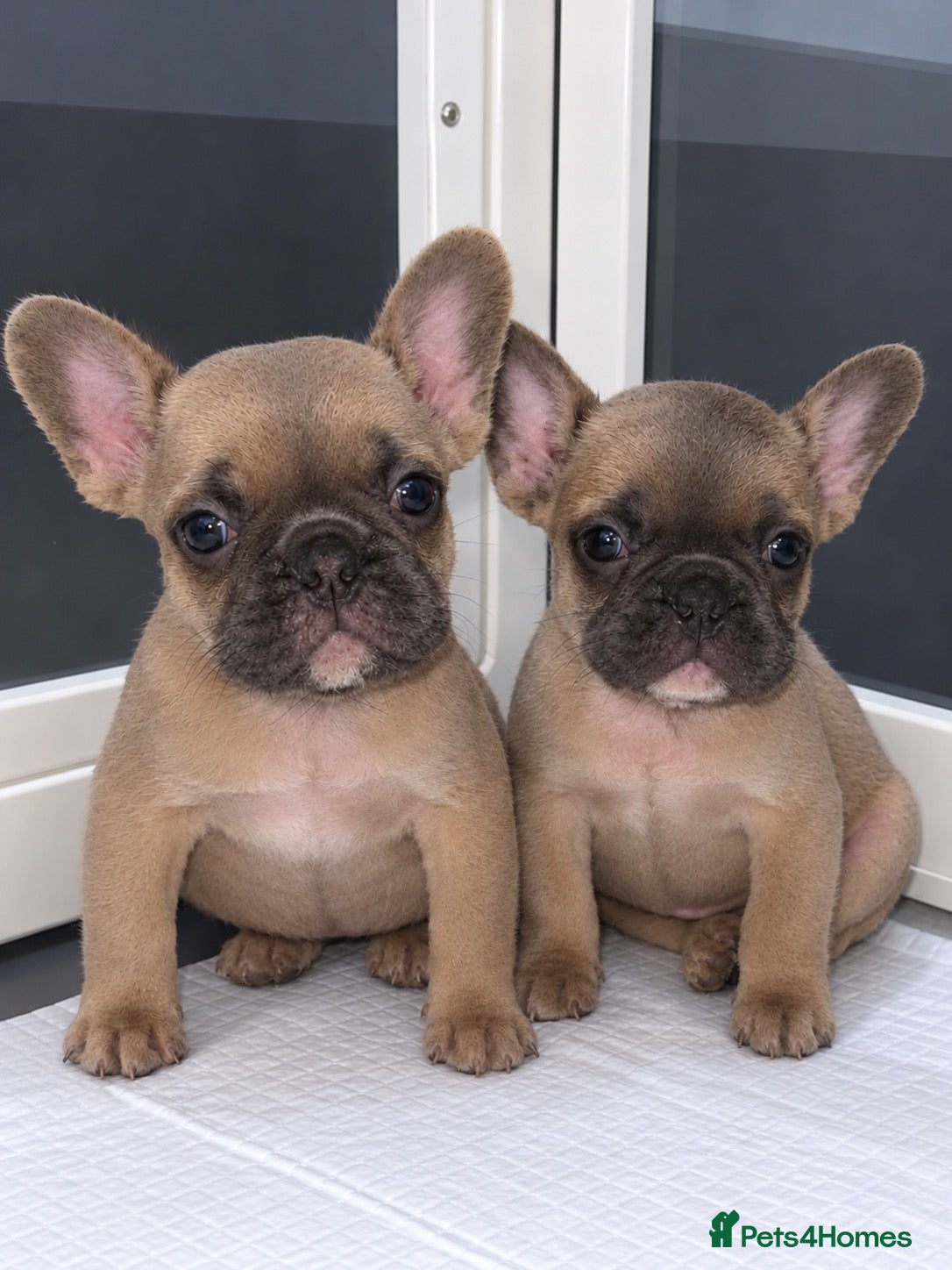 French Bulldog dogs French Bulldogs (healthy & friendly B&G litter)🐶 - Advert 2