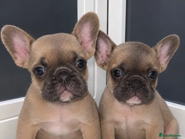 French Bulldog dogs French Bulldogs (healthy & friendly B&G litter)🐶 - Advert 1