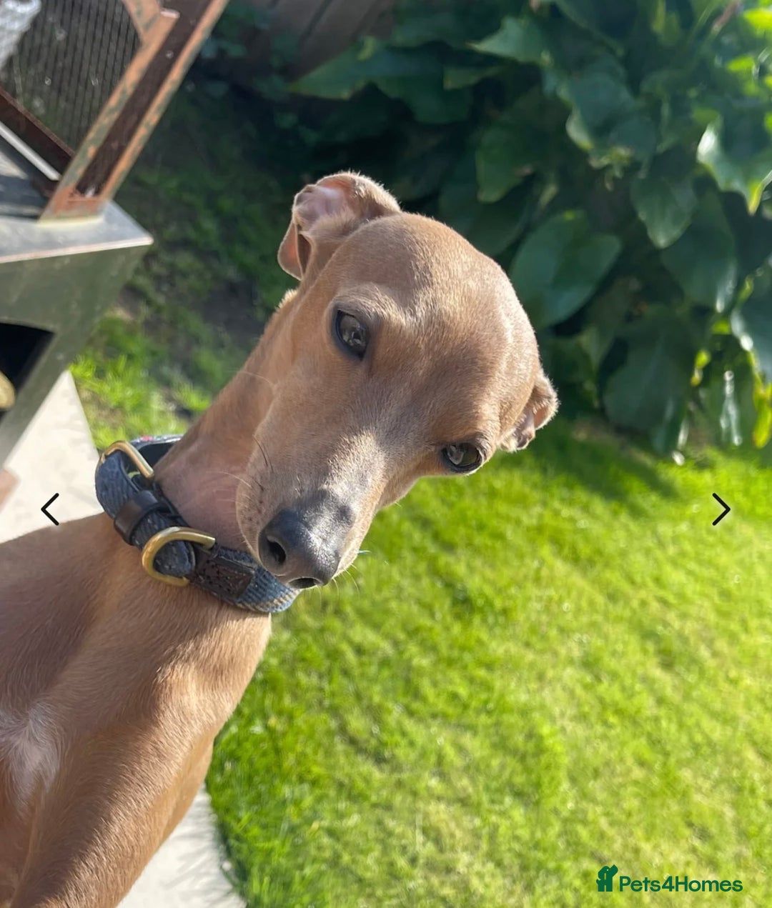 Italian Greyhound dogs for stud:   STUD DOG.  PROVEN ITALIAN GREYHOUND  in Goole - Image 18
