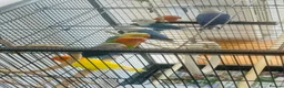 Lovebirds birds for sale: Lovebirds - Advert 9