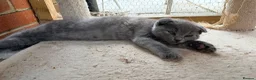 Scottish Fold cats for sale: Scottish fold ragdoll  - Advert 14