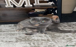 British Shorthair cats for sale: Beautiful British shorthair - Image 1