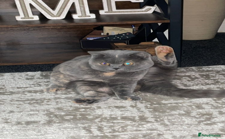 British Shorthair cats - Advert 7