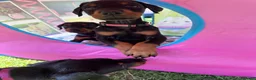 Dobermann dogs for sale: Champion Bloodline Doberman Puppies - Advert 14
