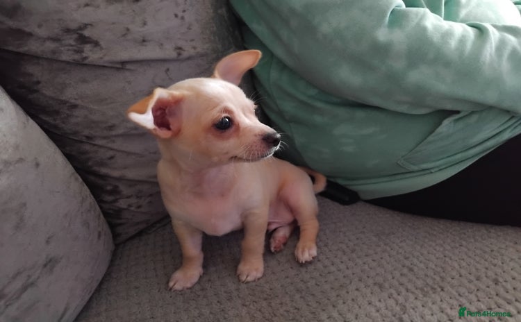 Chihuahua dogs - Advert 4