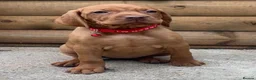 Hungarian Vizsla dogs for sale: ⭐️1 boy Available KC Hungarian Vizsla - Advert 8
