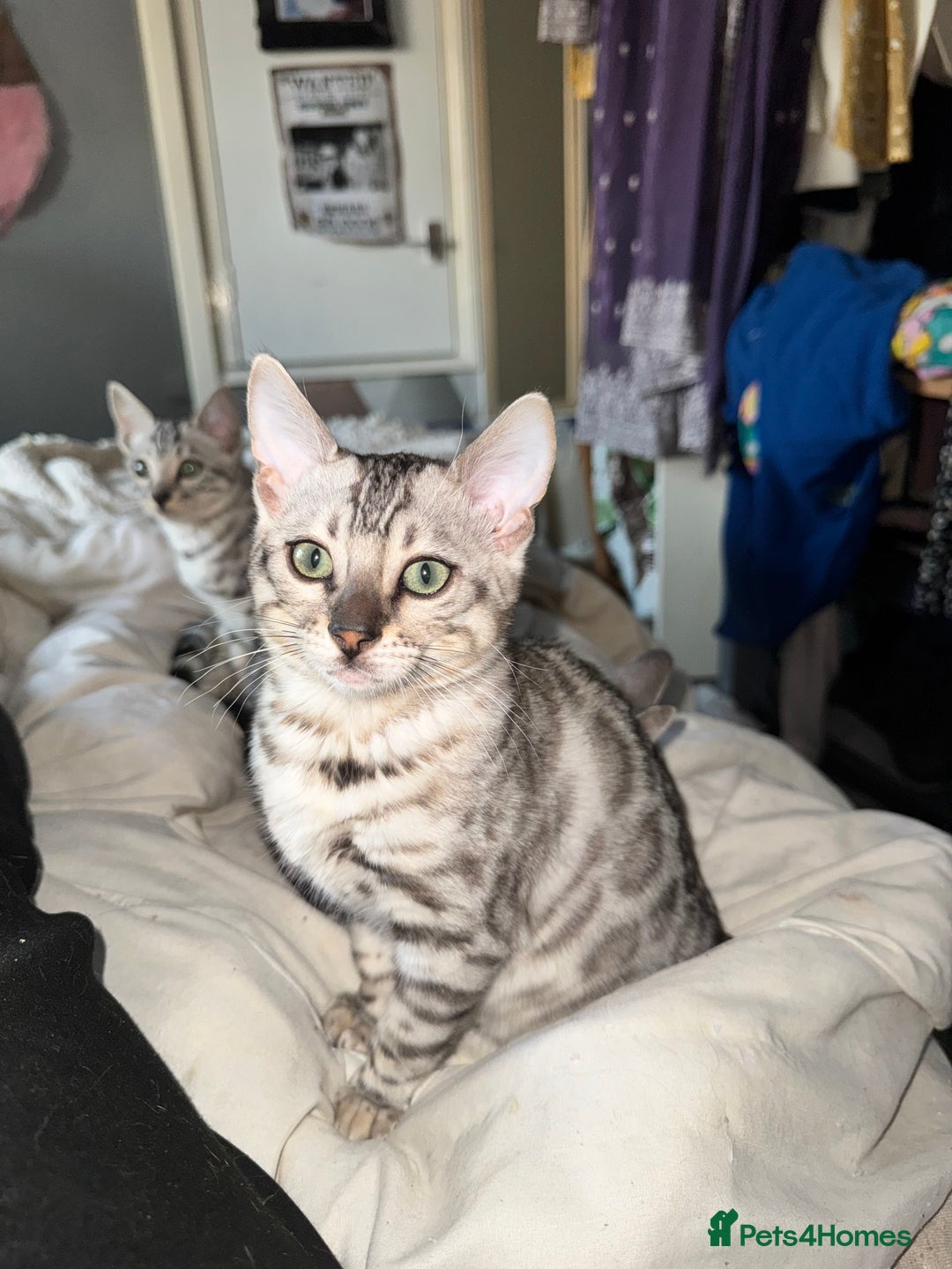 Bengal cats for sale: Tica registered beautiful kittens - Advert 10