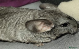 Chinchilla rodents for sale:  female baby chinchilla - Image 2