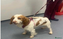 Cocker Spaniel dogs for sale: Cocker Spaniel puppies  - Image 1