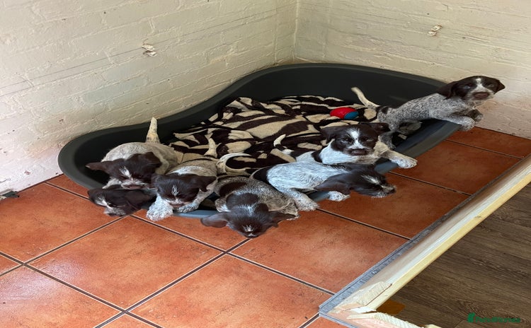 German Wirehaired Pointer dogs in Preston - Advert 1