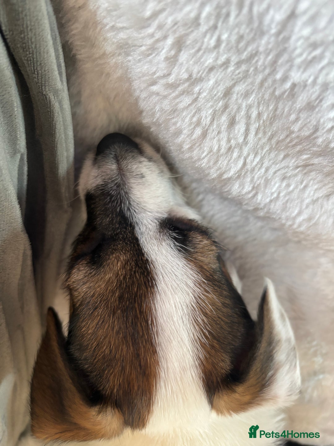 Jack Russell dogs for sale: Jack Russell girl pup  - Advert 2