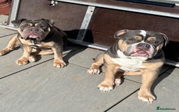 Mixed Breed dogs for sale: Bulldog x Neo Mastiffs  - Image 10