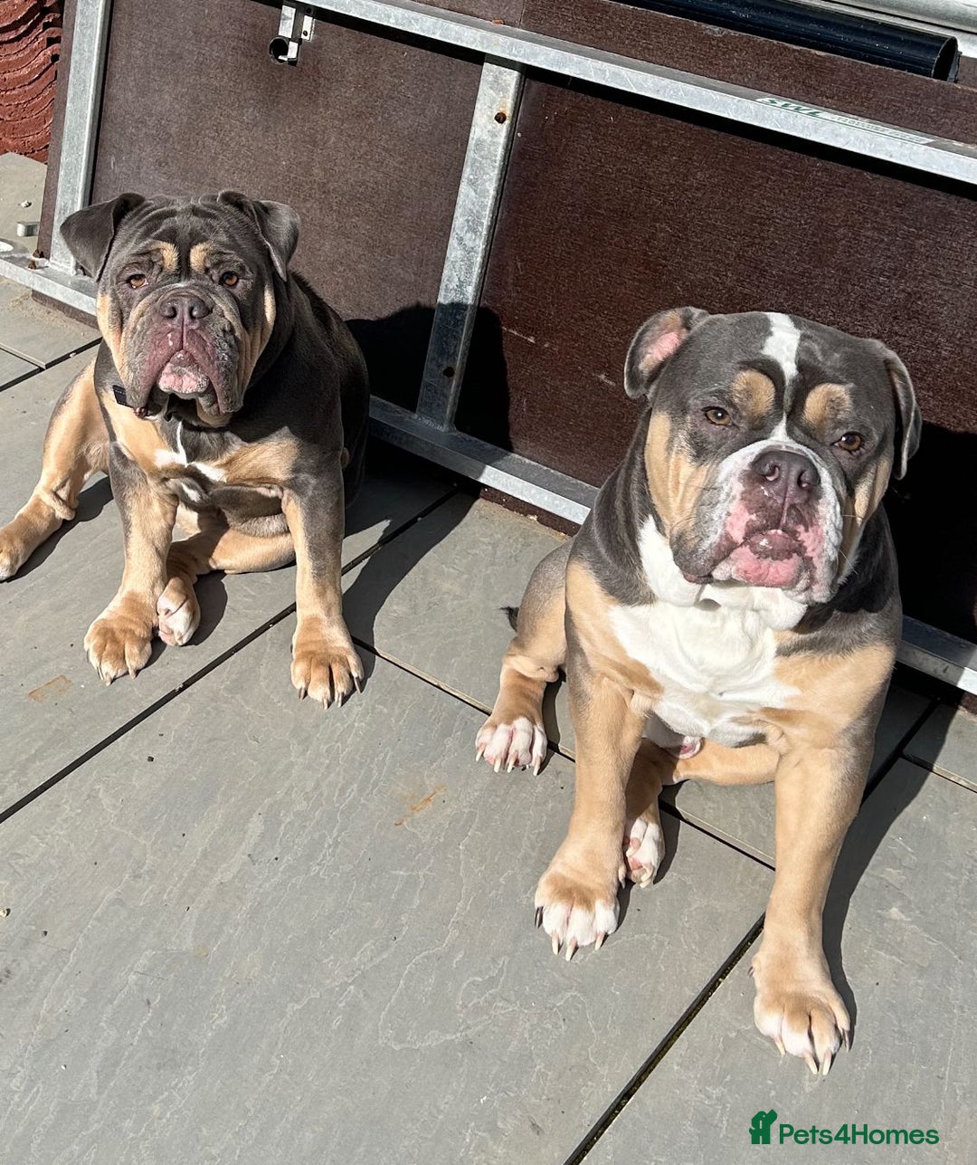 Mixed Breed dogs for sale: Bulldog x Neo Mastiffs  - Image 10