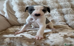 Whippet dogs for sale: KC Registered Blue Whippets - Image 17