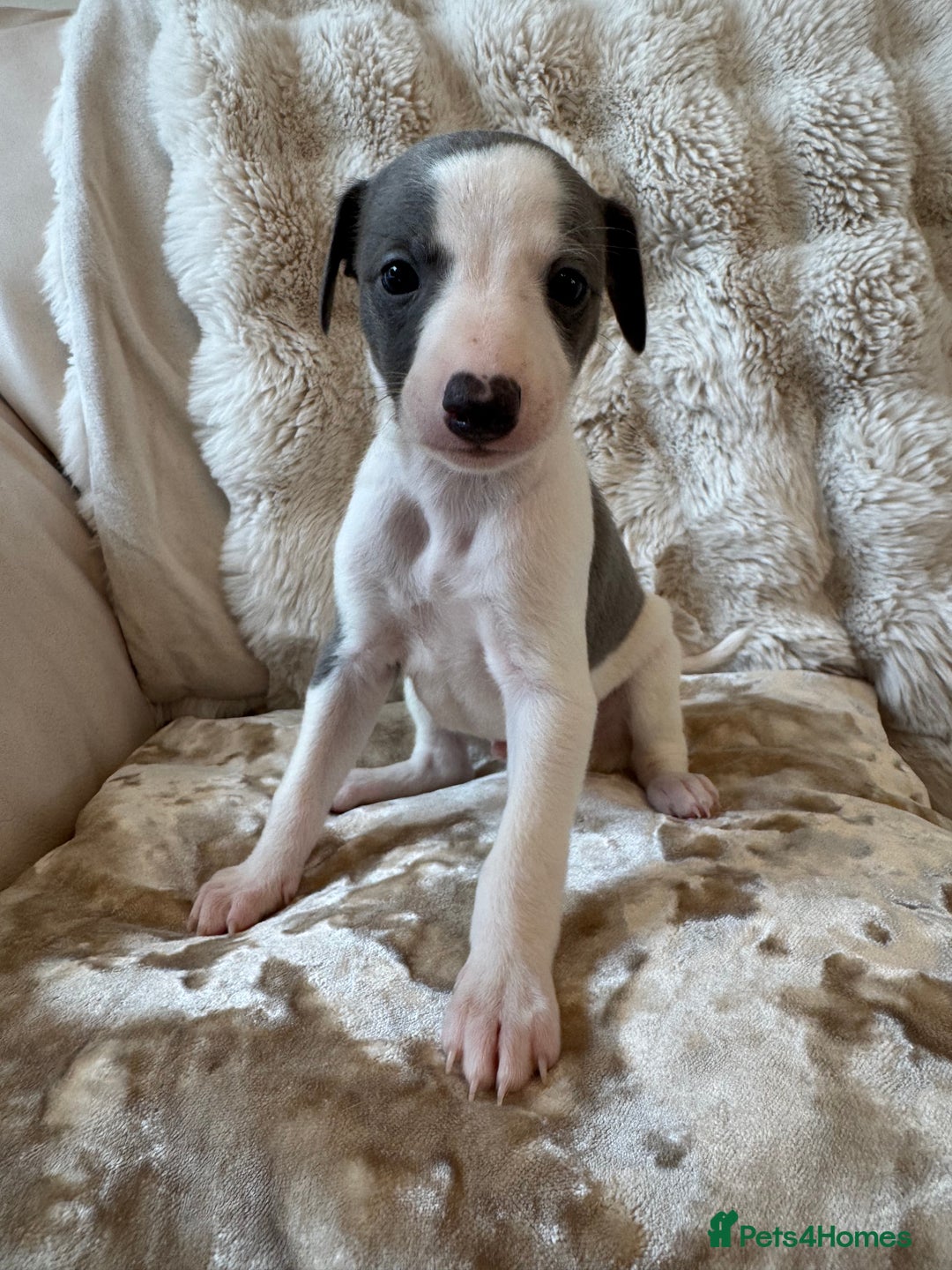 Whippet dogs for sale: KC Registered Blue Whippets - Image 17