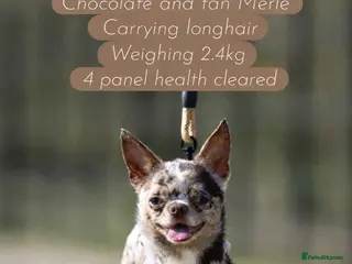 Chihuahua dogs GUNNER- very small Merle chihuahua STUD in Enfield - Advert 7