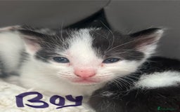 Mixed Breed cats for sale: ❤️*Blue/white & black/white friendly kittens*❤️ - Image 24