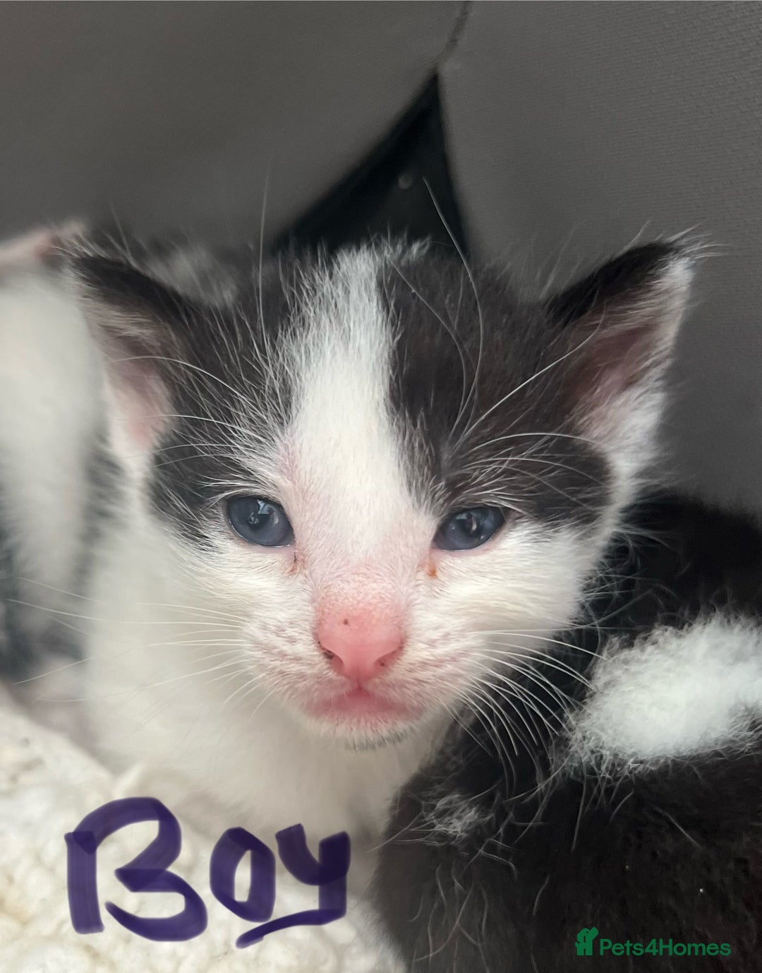 Mixed Breed cats for sale: ❤️*Blue/white & black/white friendly kittens*❤️ - Image 24