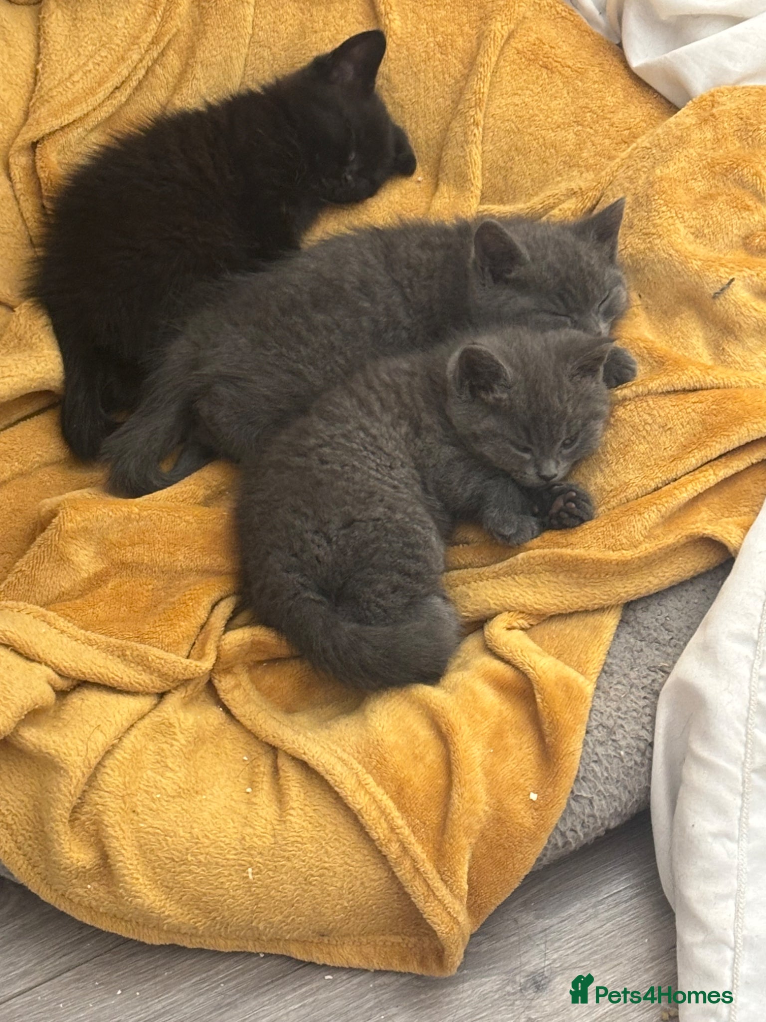 Mixed Breed cats Three kittens - Advert 17