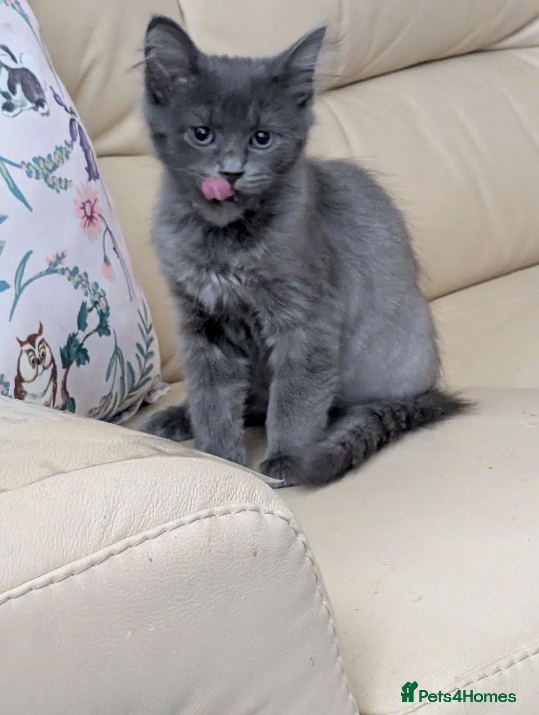 Siberian cats for sale: Siberian boy - Advert 1
