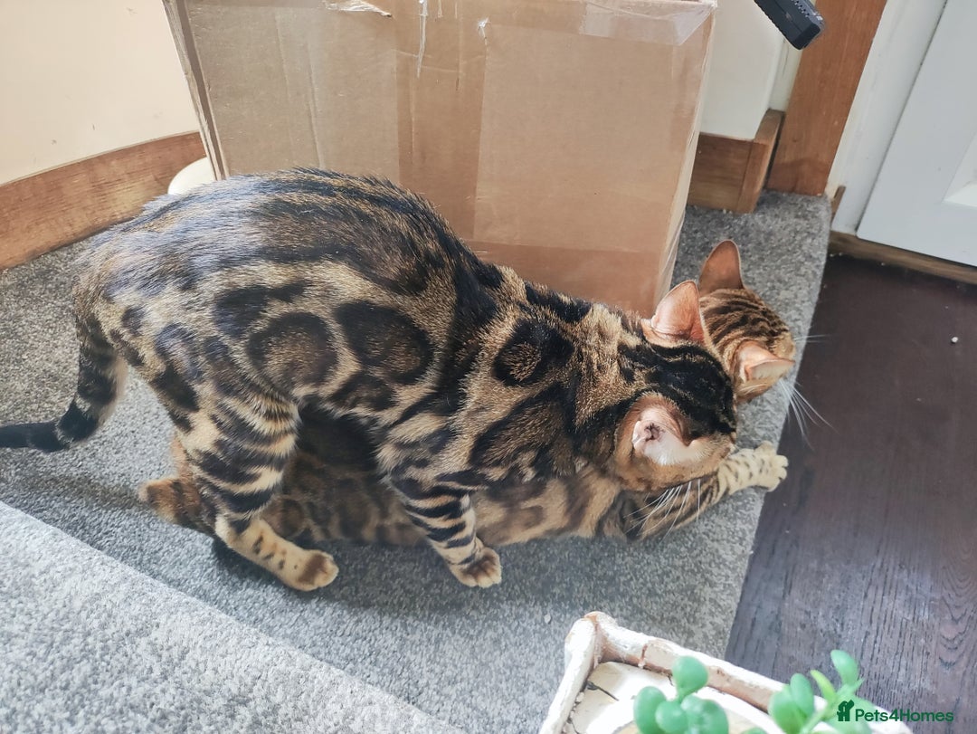 Bengal cats for stud: For Sale Amazing Temperament Clouded Bengal Stud  in Durham - Image 5