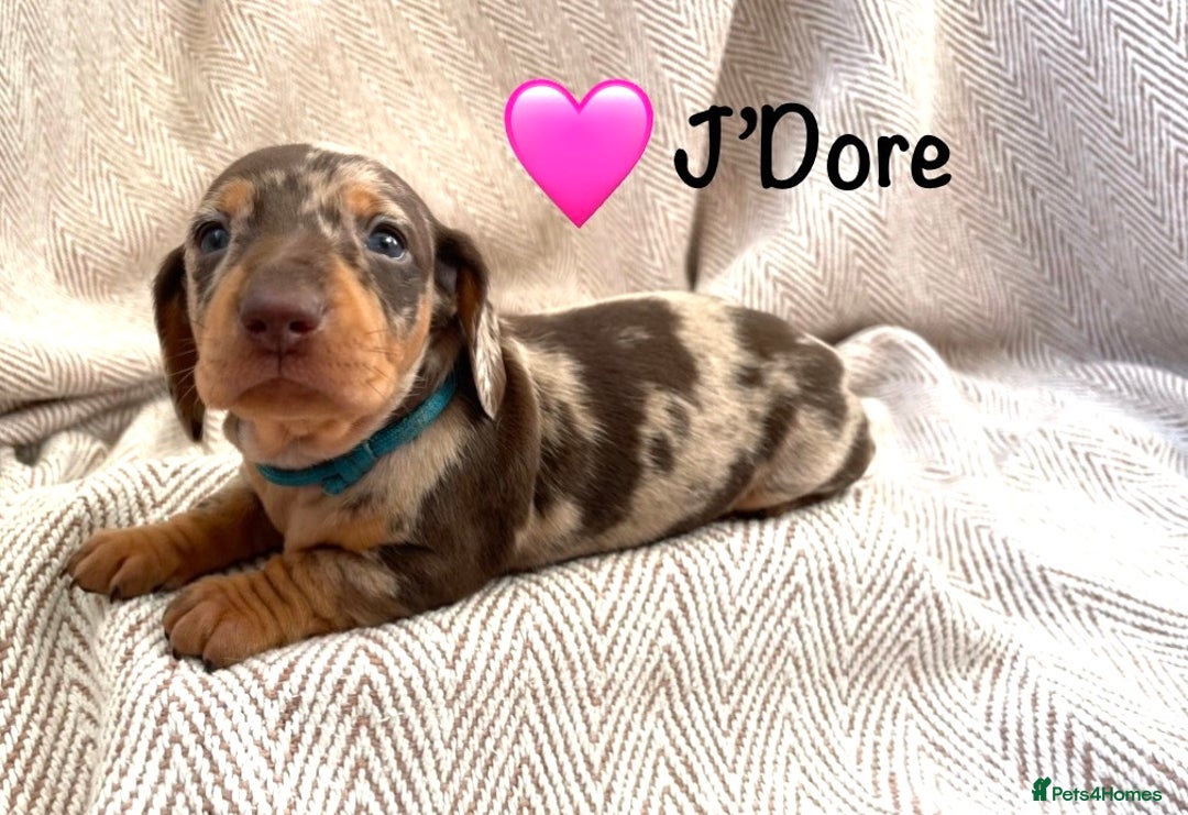 Miniature Dachshund dogs for sale: 8 MINIATURE DACHSHUNDS - Advert 7