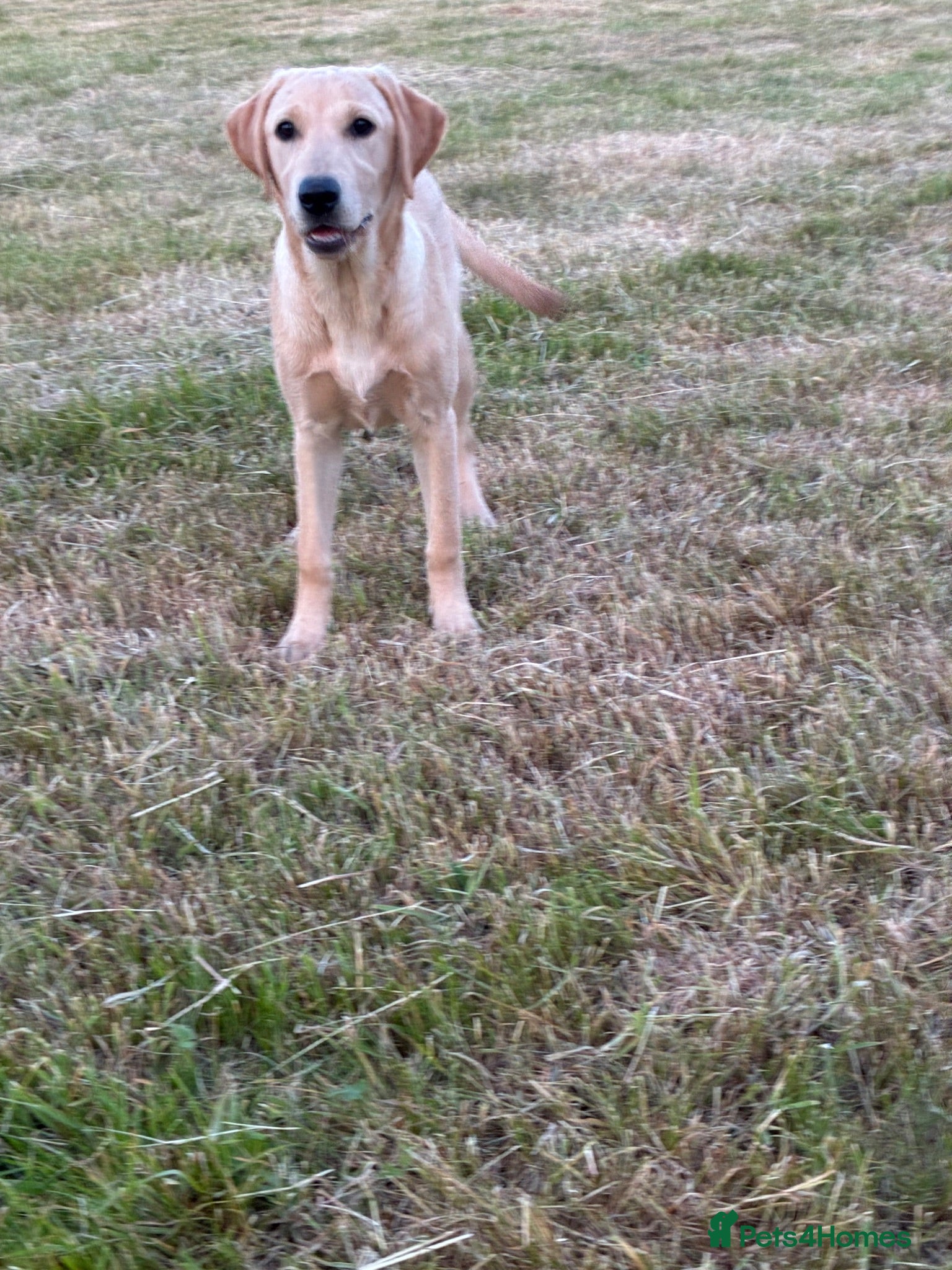 Labrador Retriever dogs Beautiful 6 month old Labrador  - Advert 2