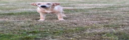 Labrador Retriever dogs for sale: Beautiful 6 month old Labrador  in Chard - Advert 2