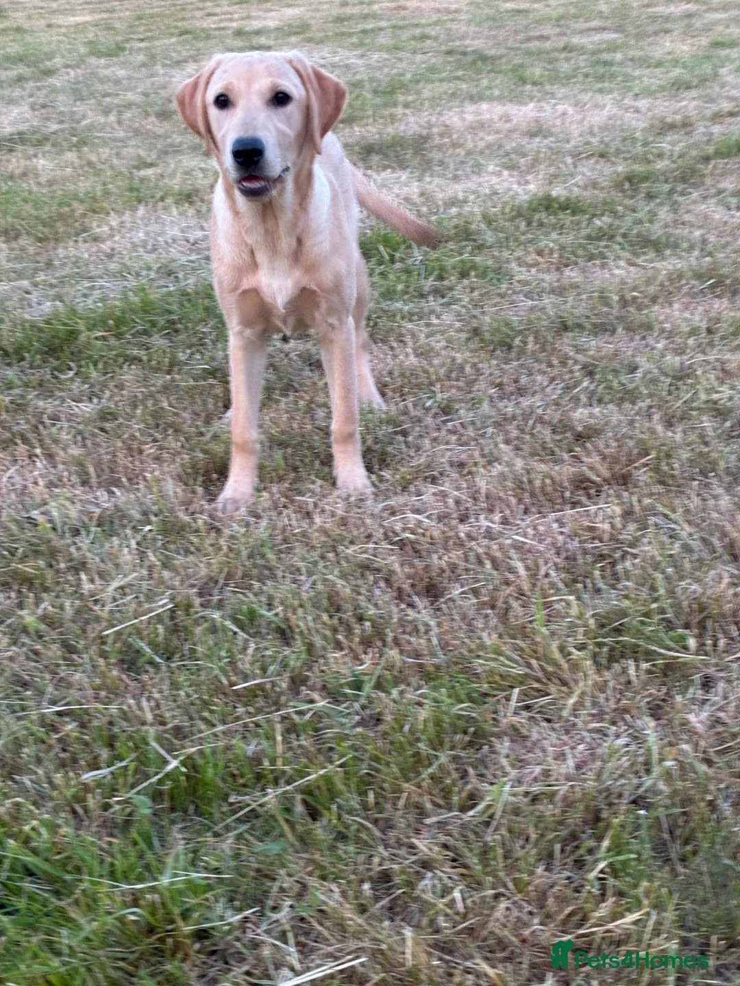 Labrador Retriever dogs for sale: Beautiful 6 month old Labrador  in Chard - Advert 2