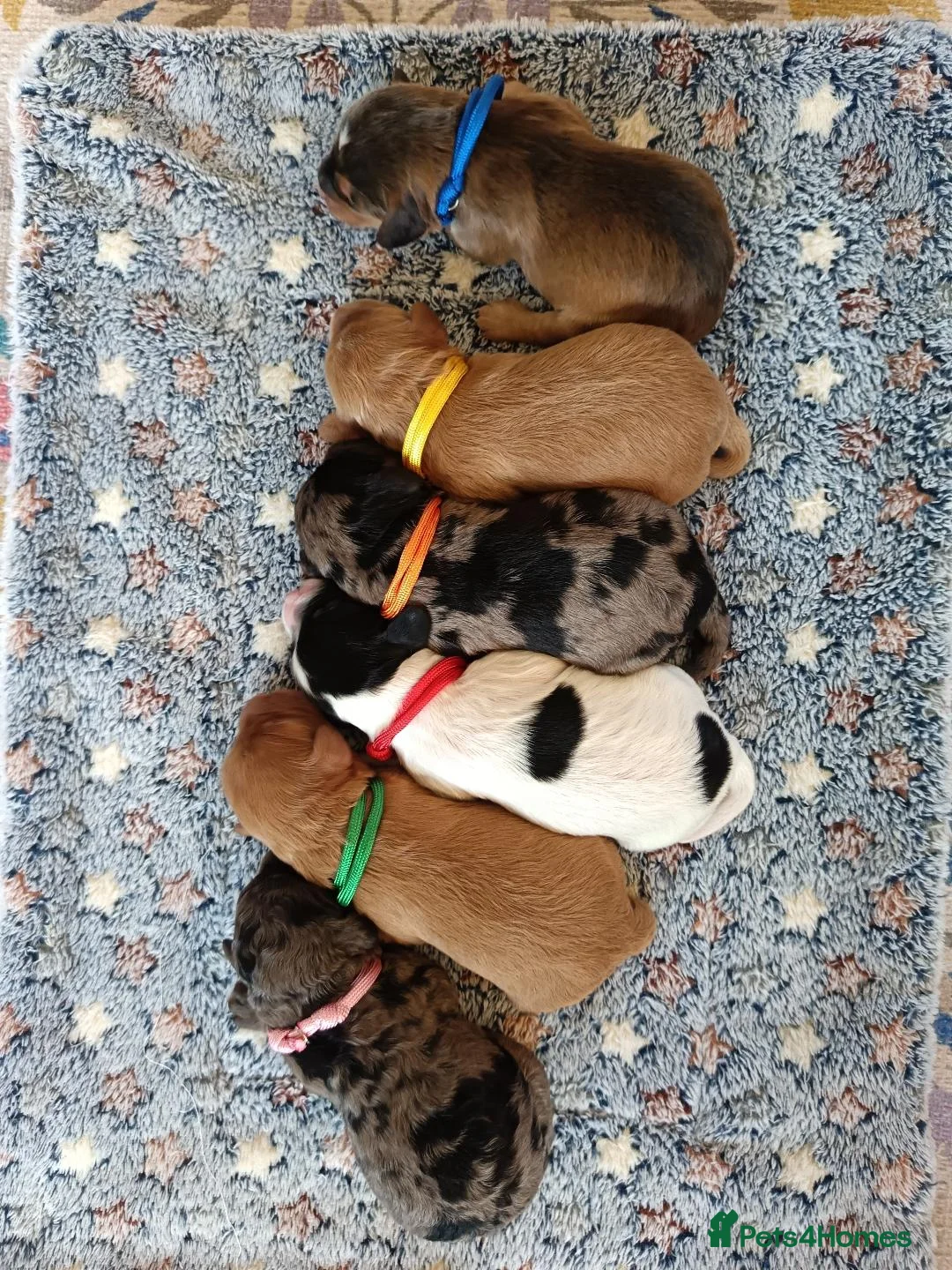 Cockapoo dogs for sale: F2b Cockapoo puppies health tested parents  - Advert 1